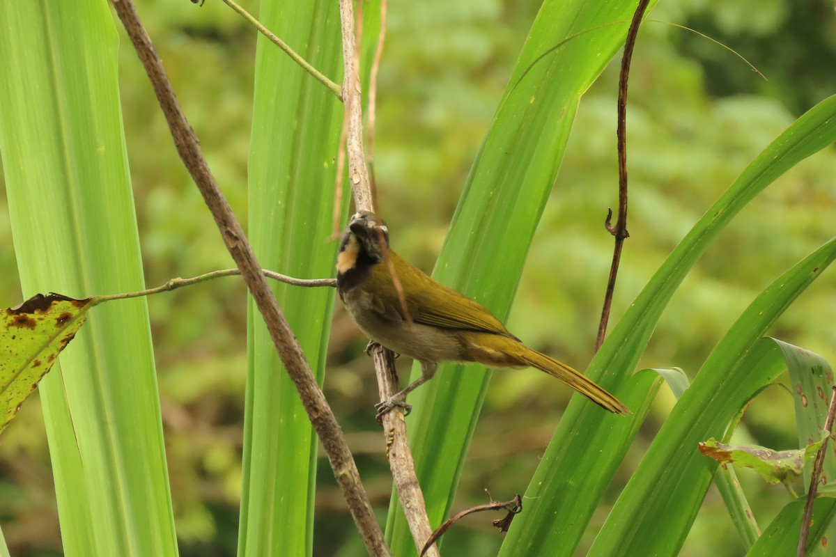 Buff-throated Saltator - ML645509828