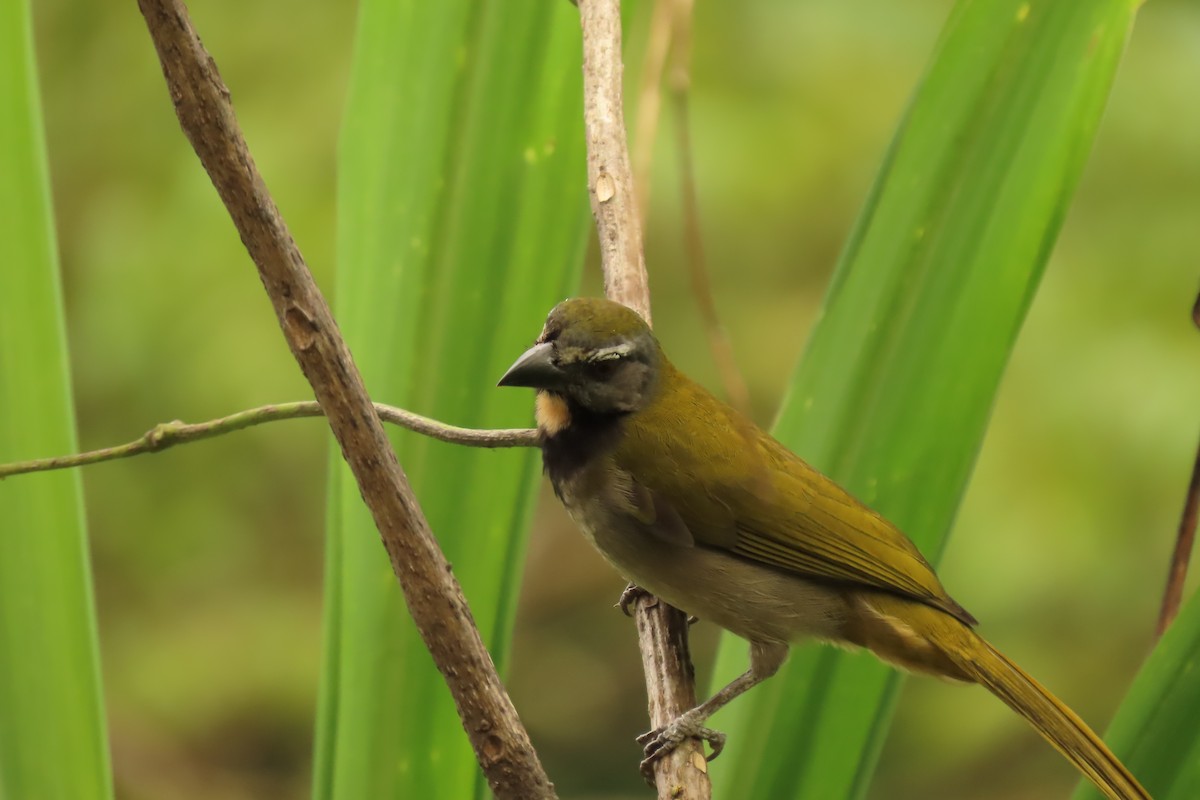 Buff-throated Saltator - ML645509830