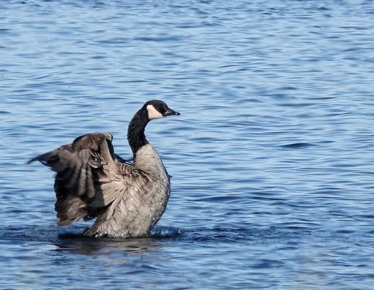 ברנטה קנדית - ML645509835