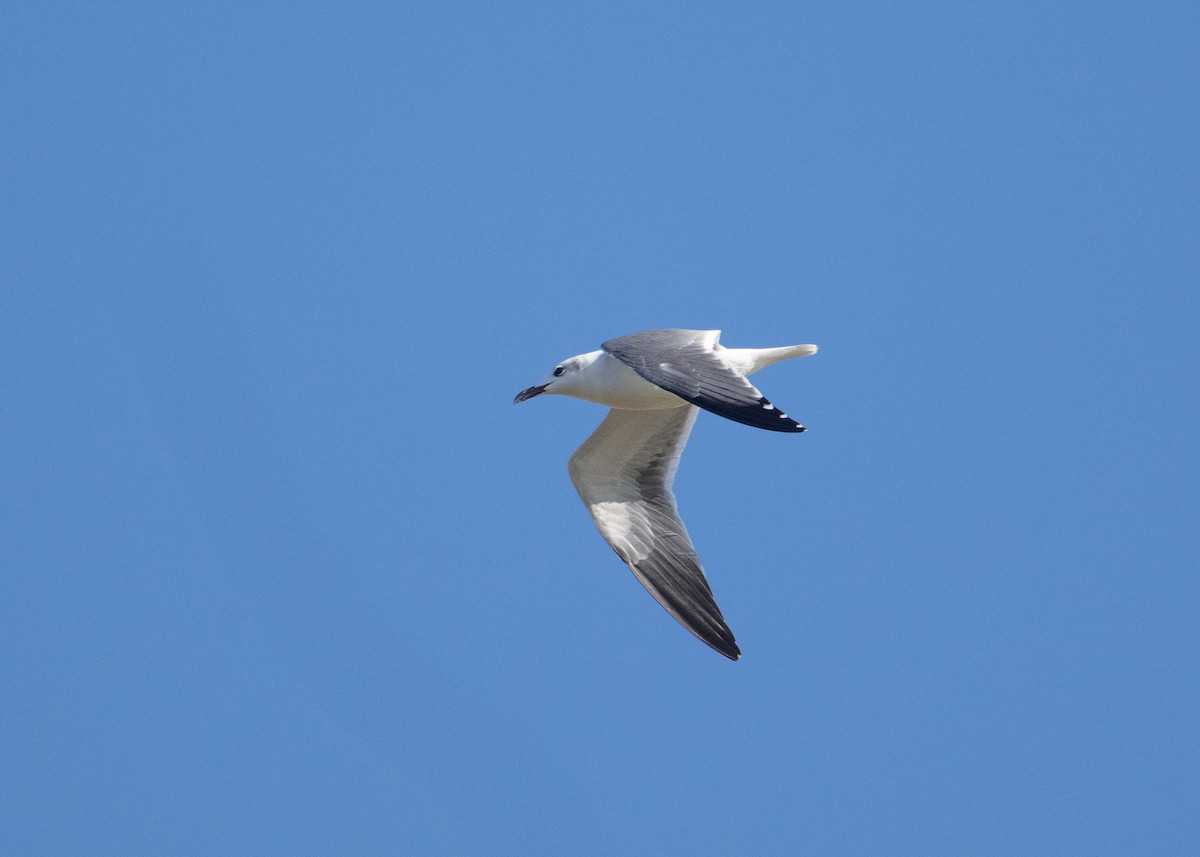 Gabbiano sghignazzante - ML645509837