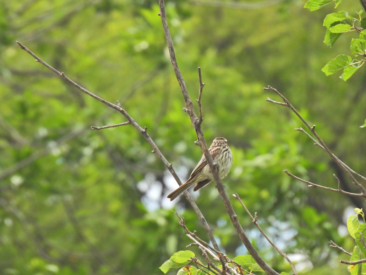 Streaked Flycatcher - ML645509839