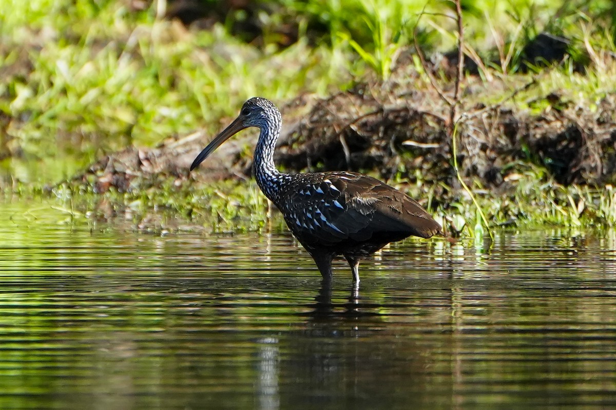 Courlan brun - ML645509854