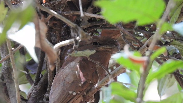 Seylan Kocaağzı - ML645509865