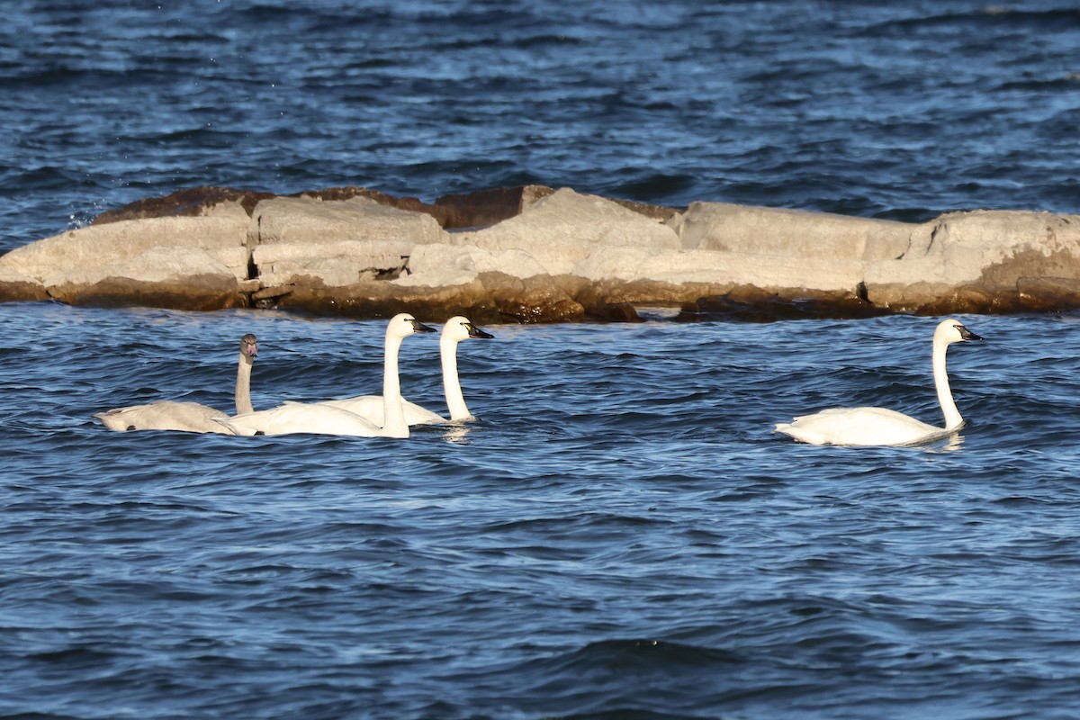 Tundra Swan - ML645509872