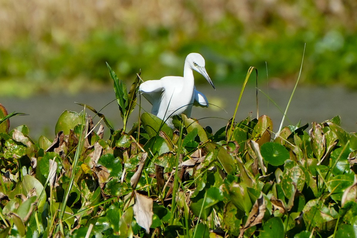 Aigrette bleue - ML645509880