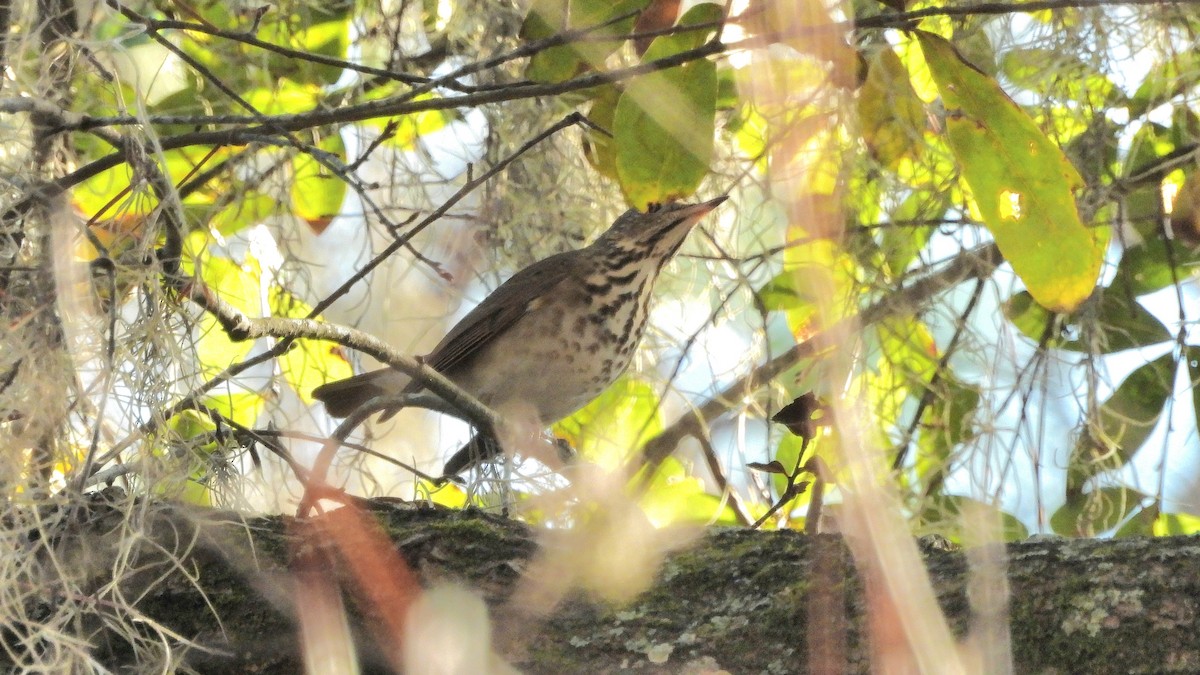 Hermit Thrush - ML645509885