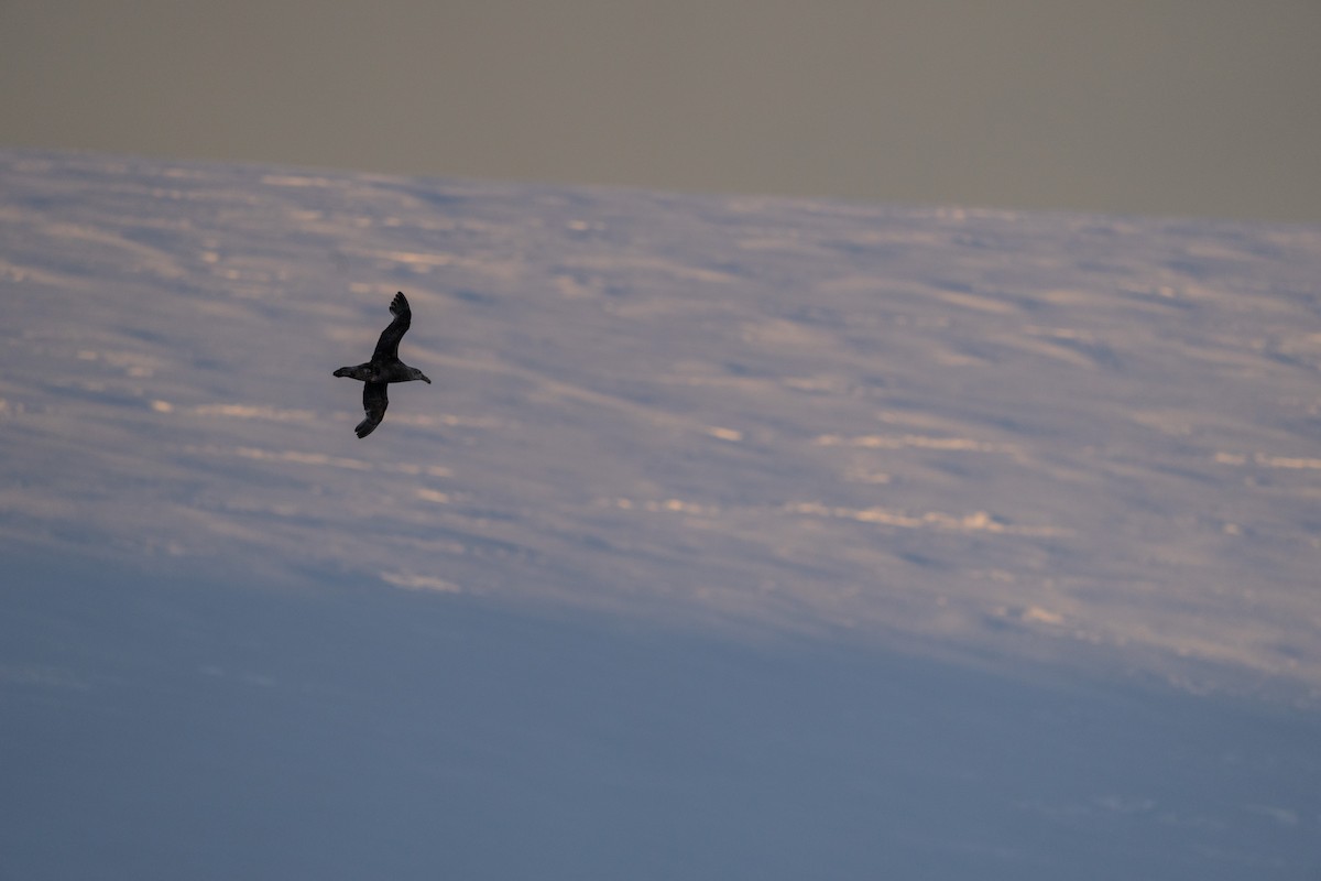 sørkjempepetrell - ML645509887