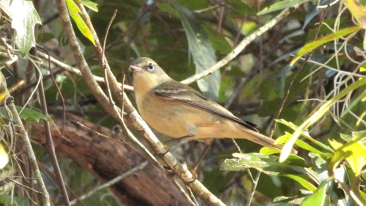 Pine Warbler - ML645509895