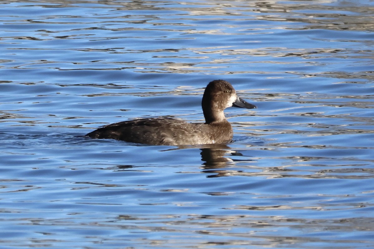 Lesser Scaup - ML645509897