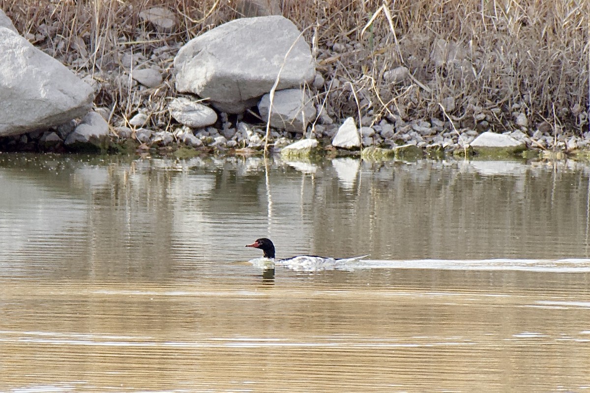 morčák velký - ML645509899
