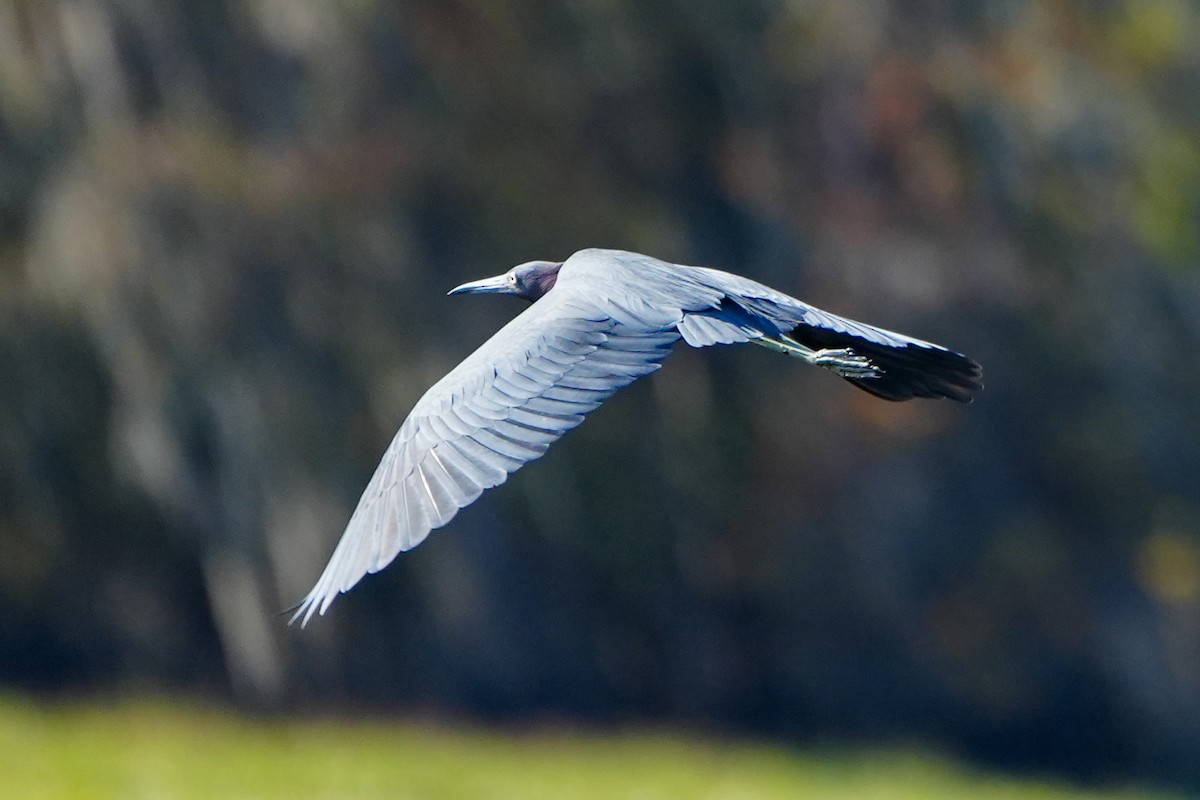 Aigrette bleue - ML645509904
