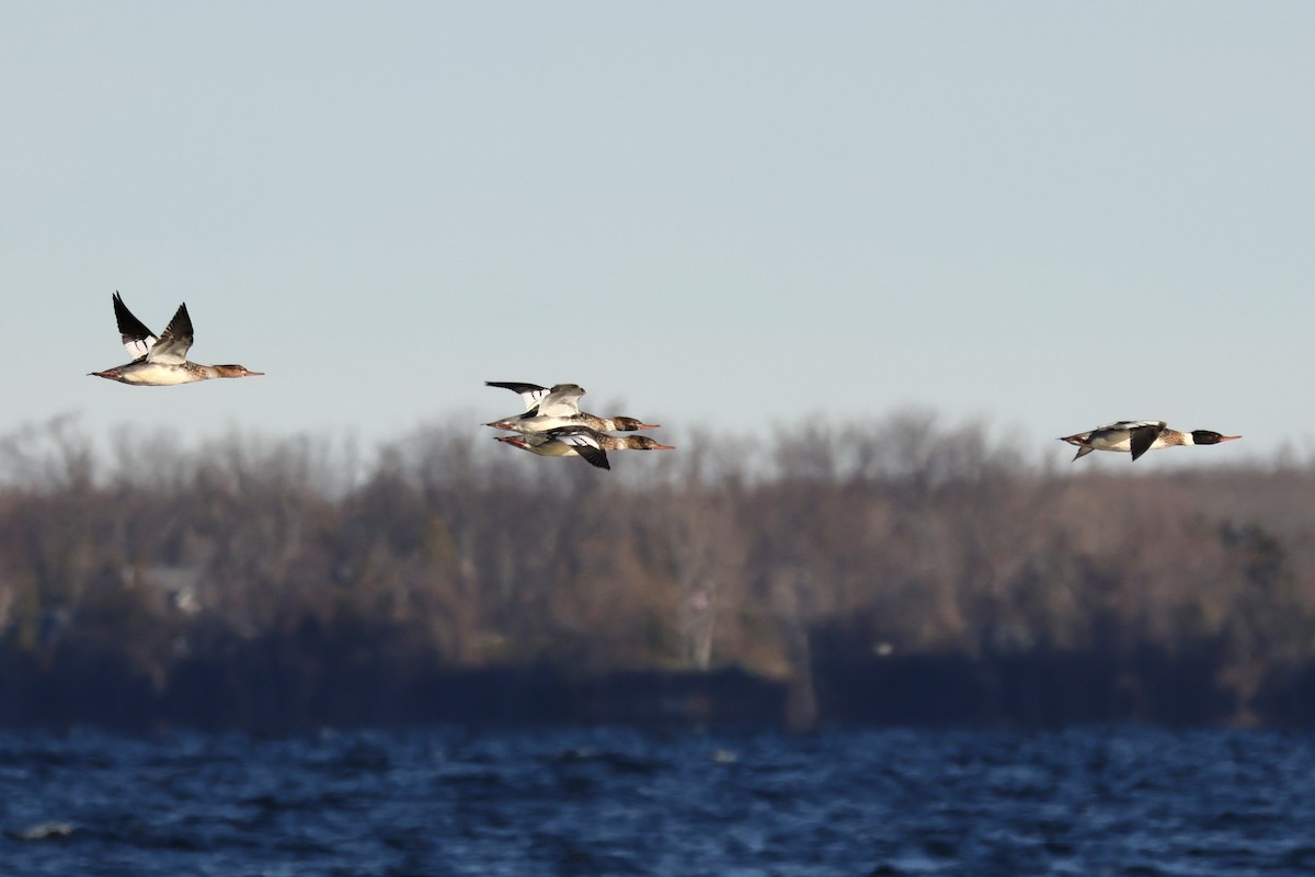 Red-breasted Merganser - ML645509906