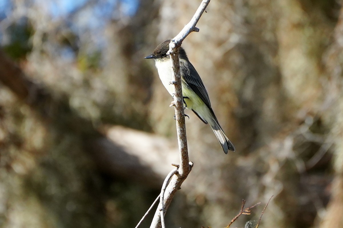 Moucherolle phébi - ML645509908