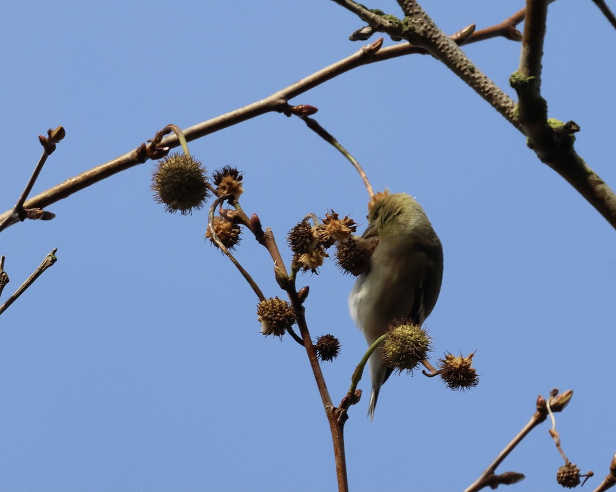 American Goldfinch - ML645509911