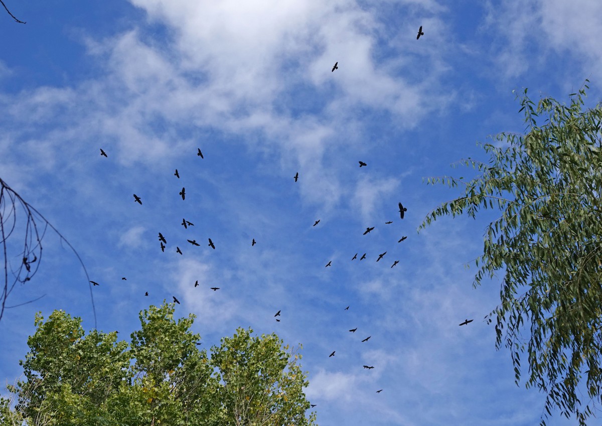 krkavec velký - ML645509914