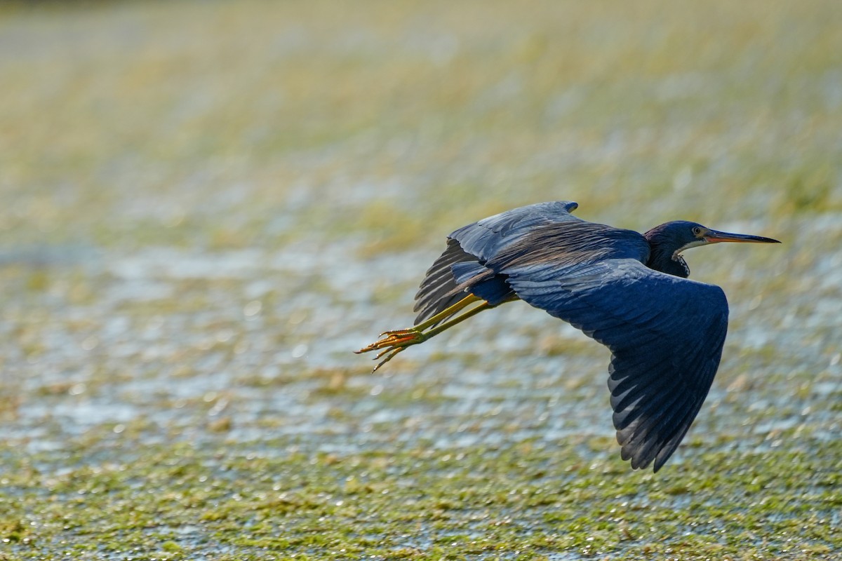 Aigrette tricolore - ML645509923