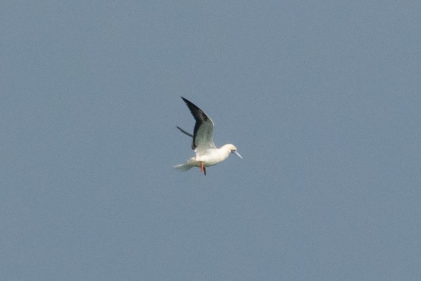 Red-footed Booby - ML645509924