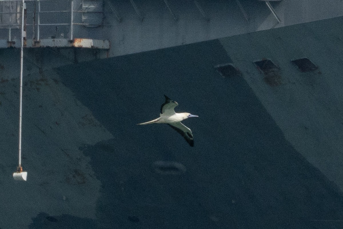 Red-footed Booby - ML645509925