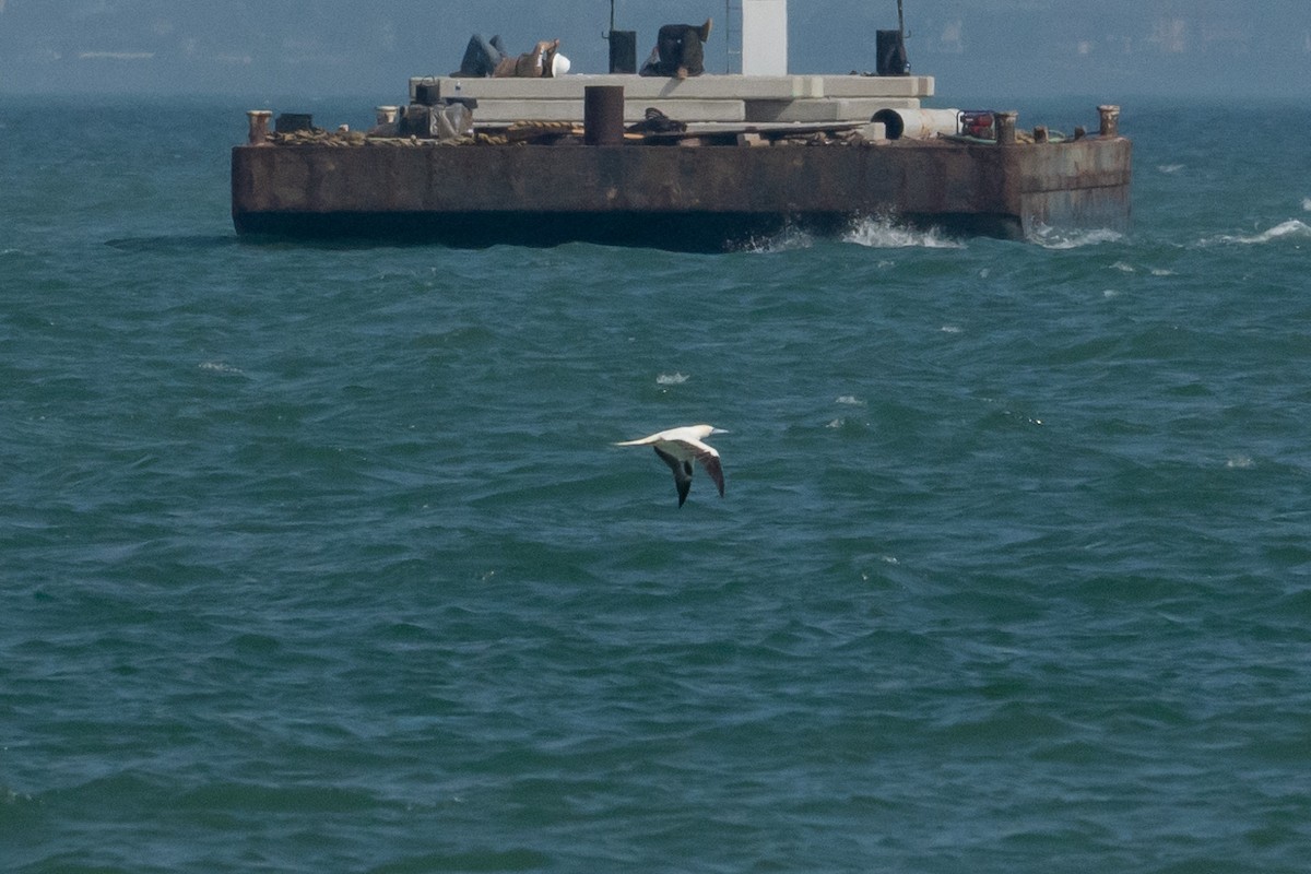 Red-footed Booby - ML645509927