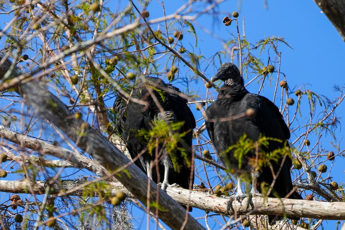 Urubu noir - ML645509929