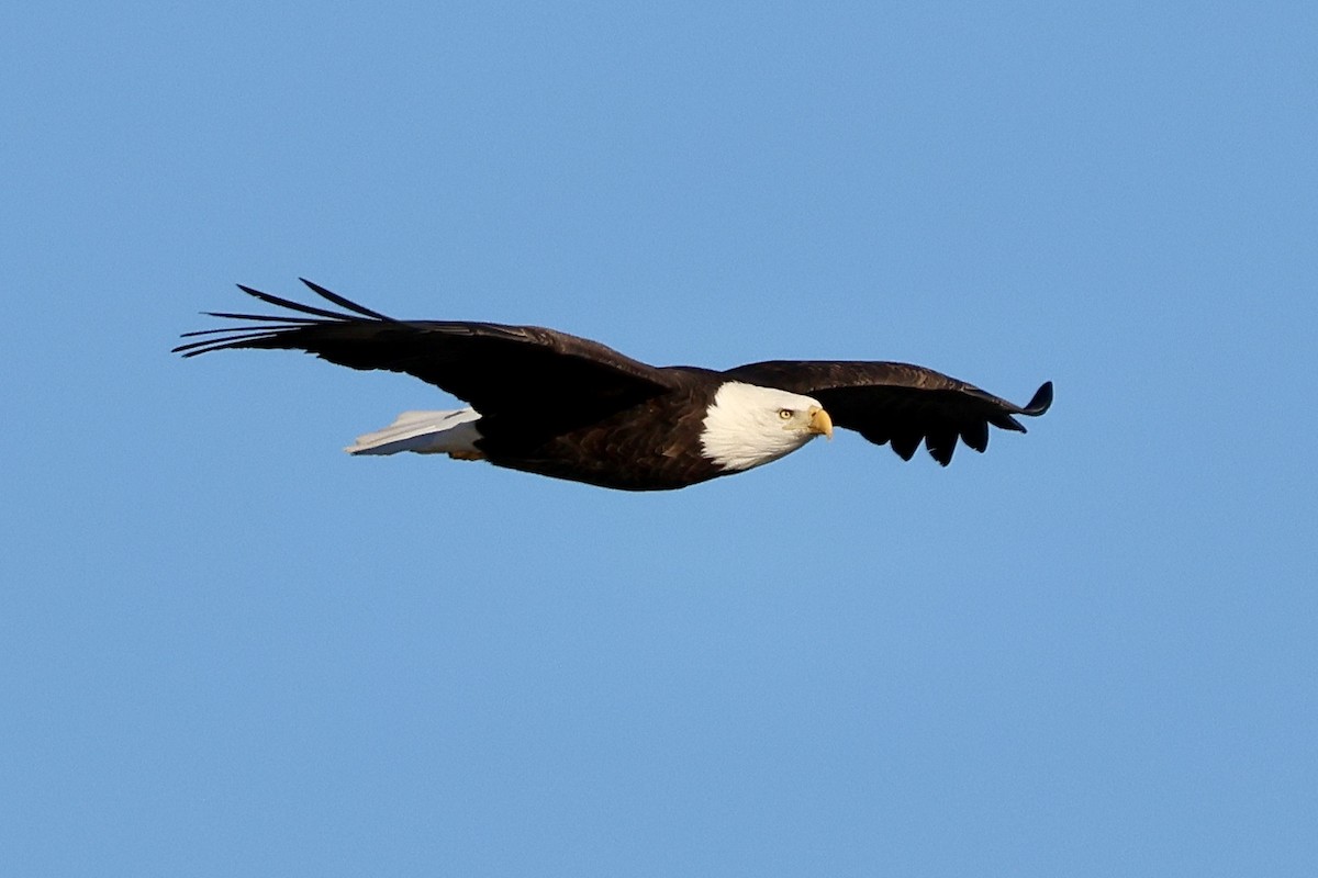 Bald Eagle - ML645509939