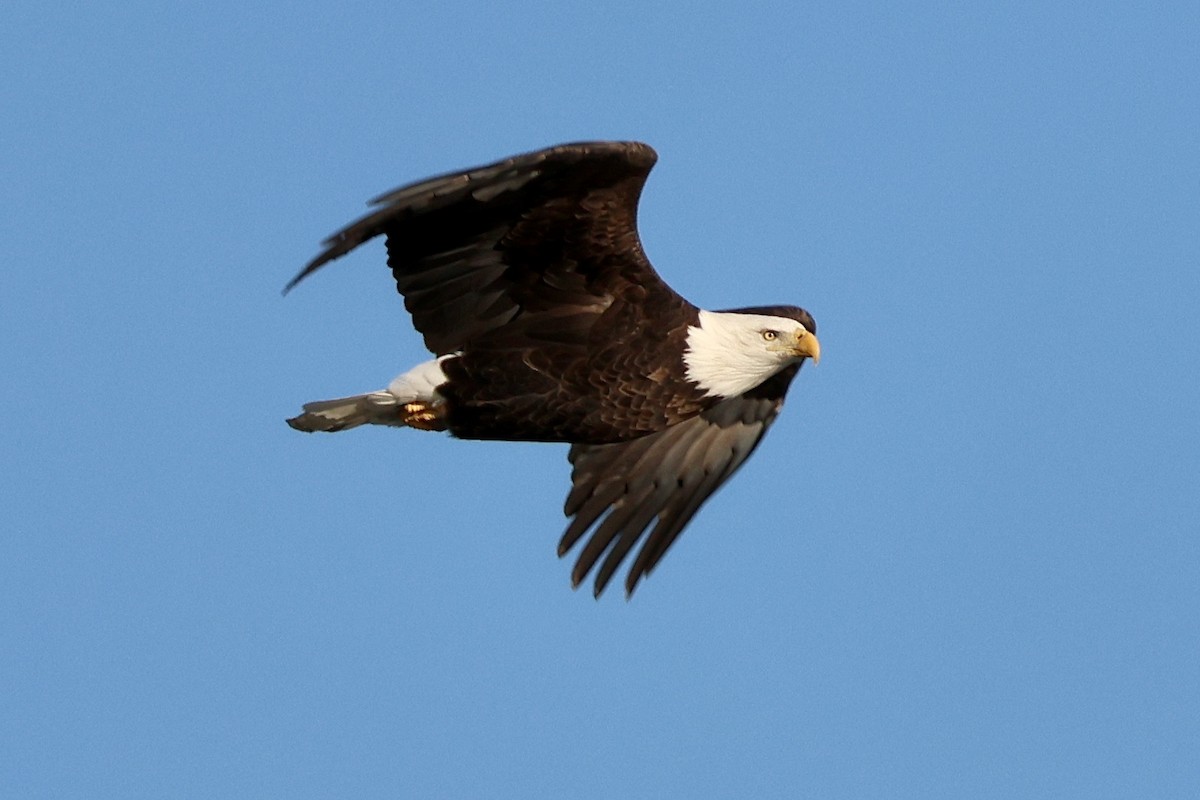 Bald Eagle - ML645509940
