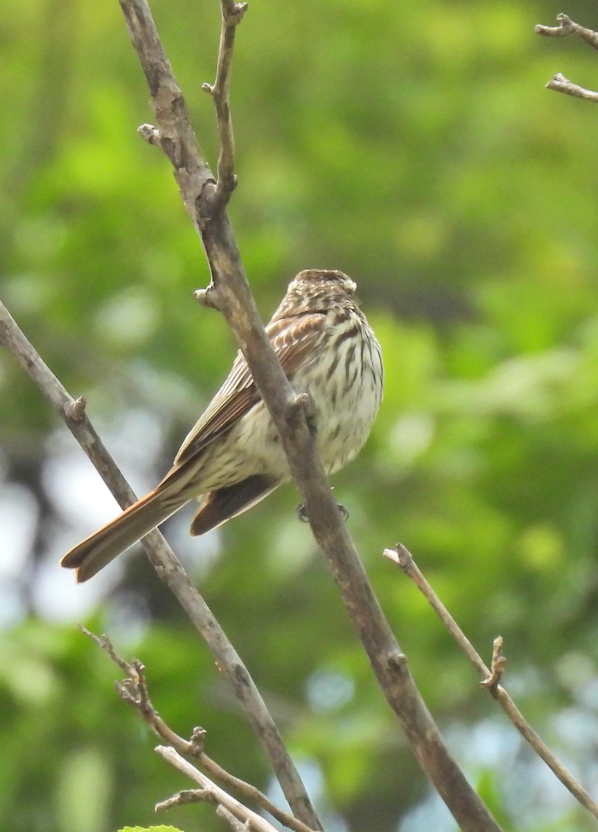 Streaked Flycatcher - ML645509946