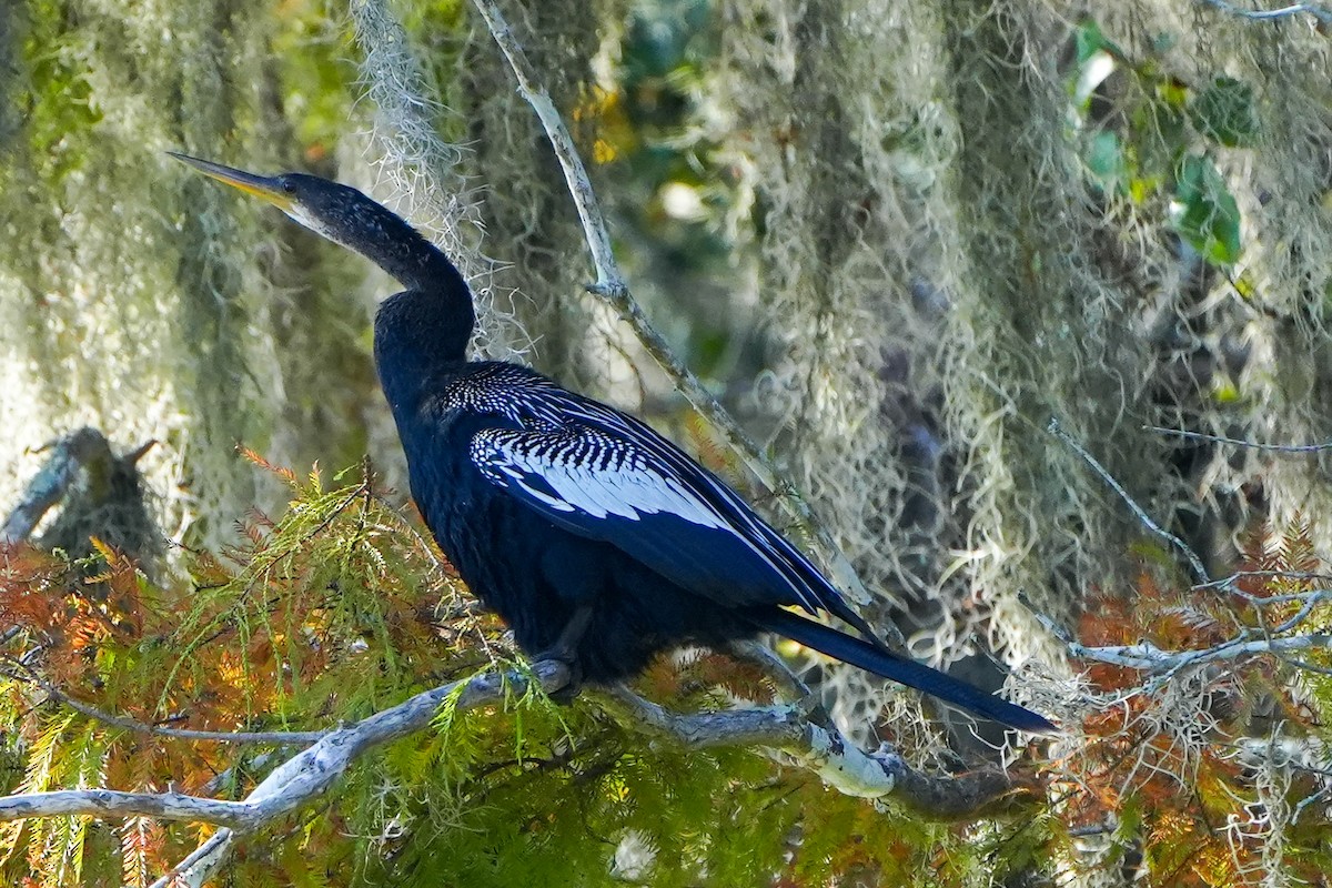 Anhinga d'Amérique - ML645509955