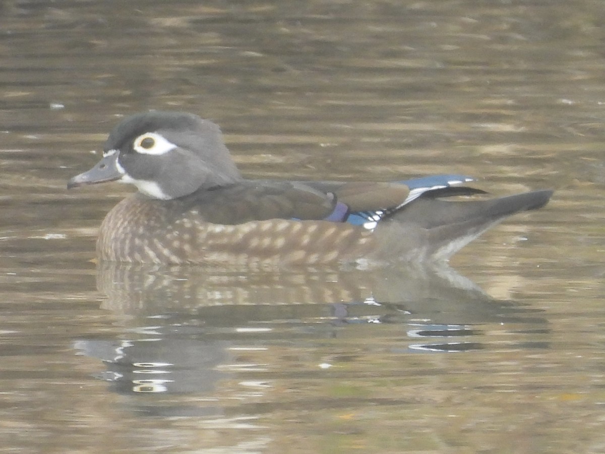 kachnička karolínská - ML645509956