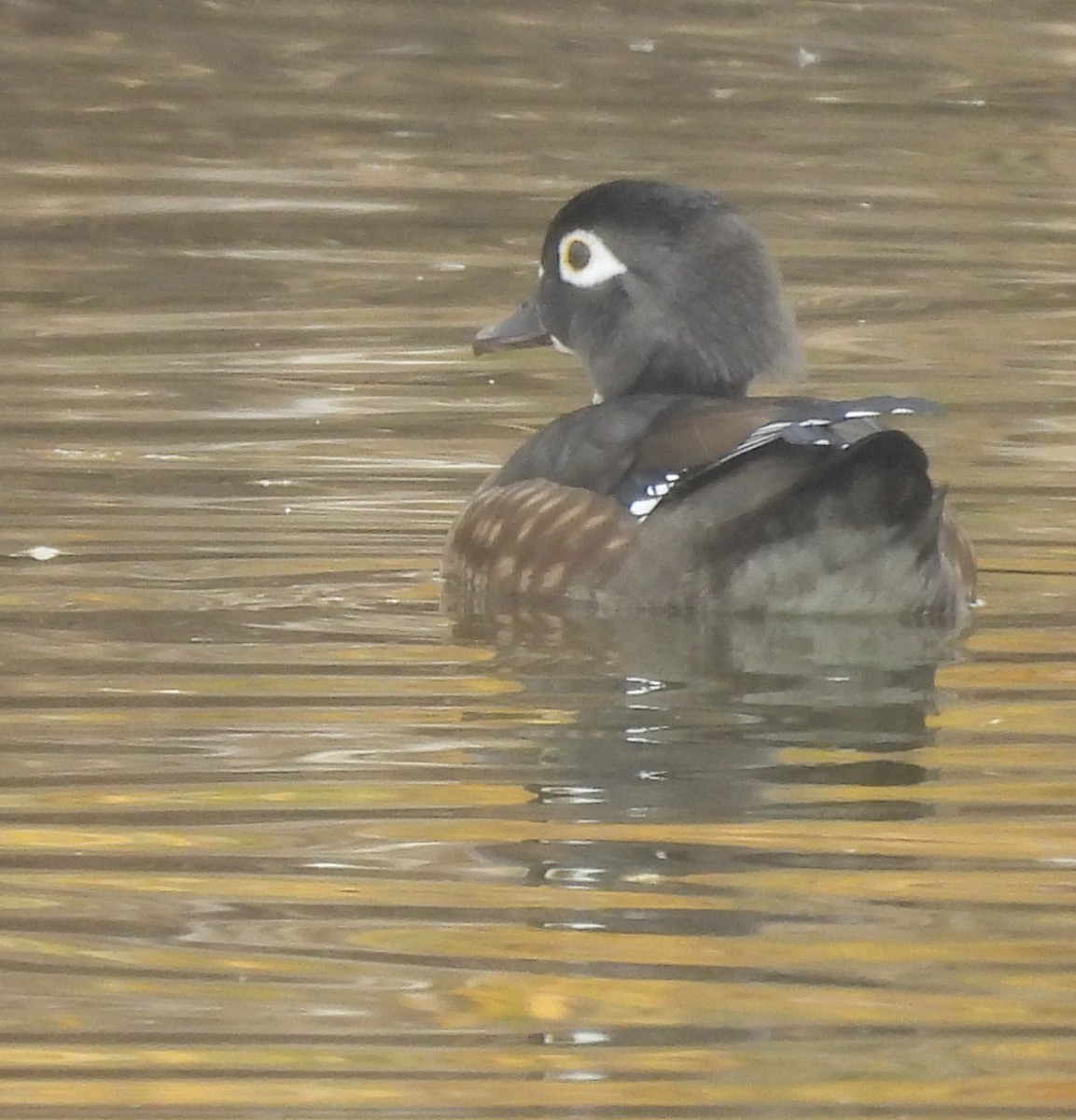 kachnička karolínská - ML645509958