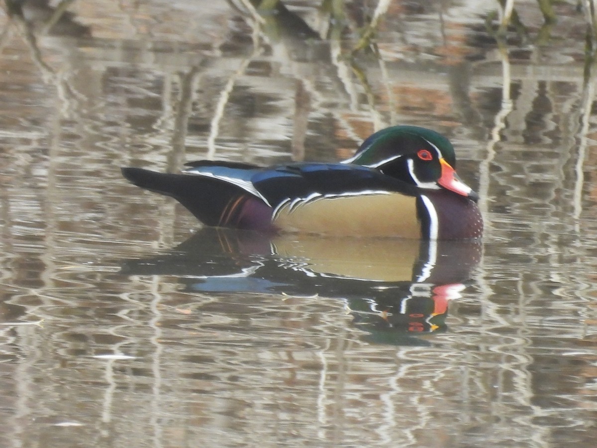 kachnička karolínská - ML645509959