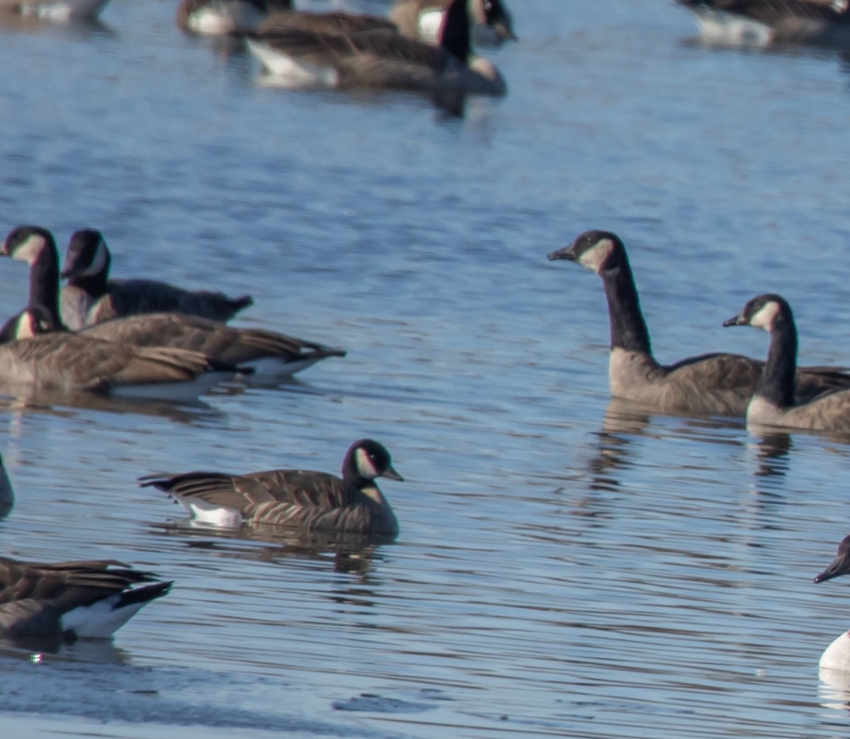 小加拿大雁 - ML645509966