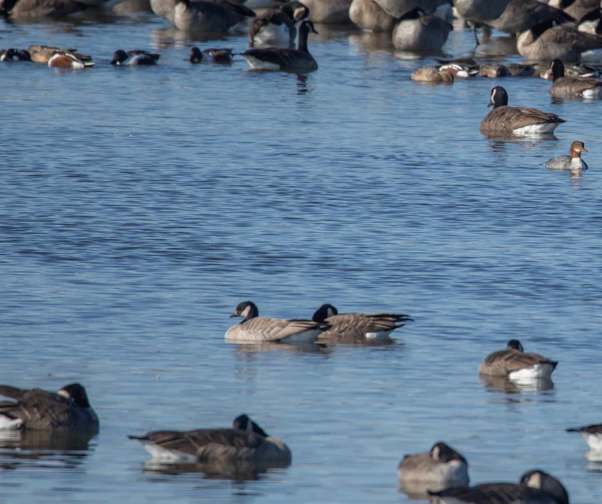 小加拿大雁 - ML645509967