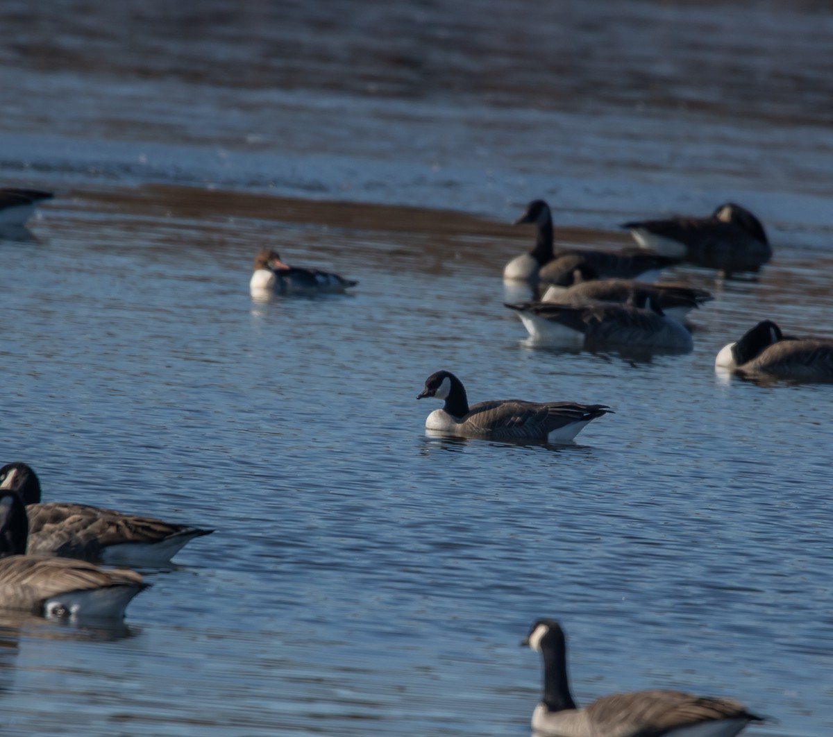 小加拿大雁 - ML645509968