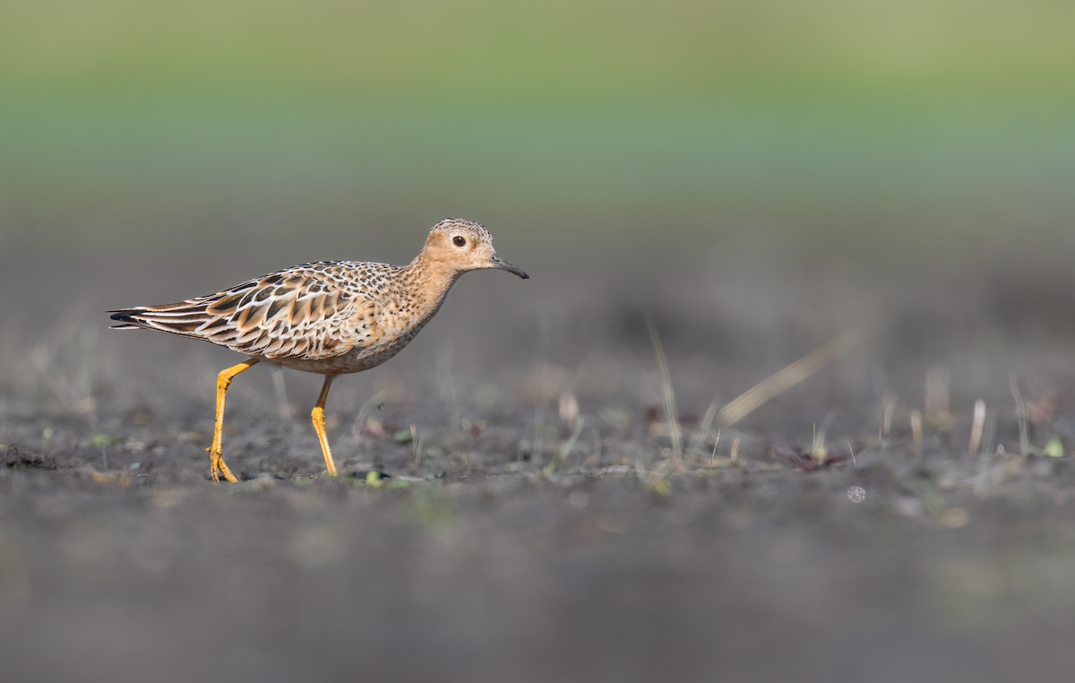 Buff-breasted Sandpiper - ML645509969