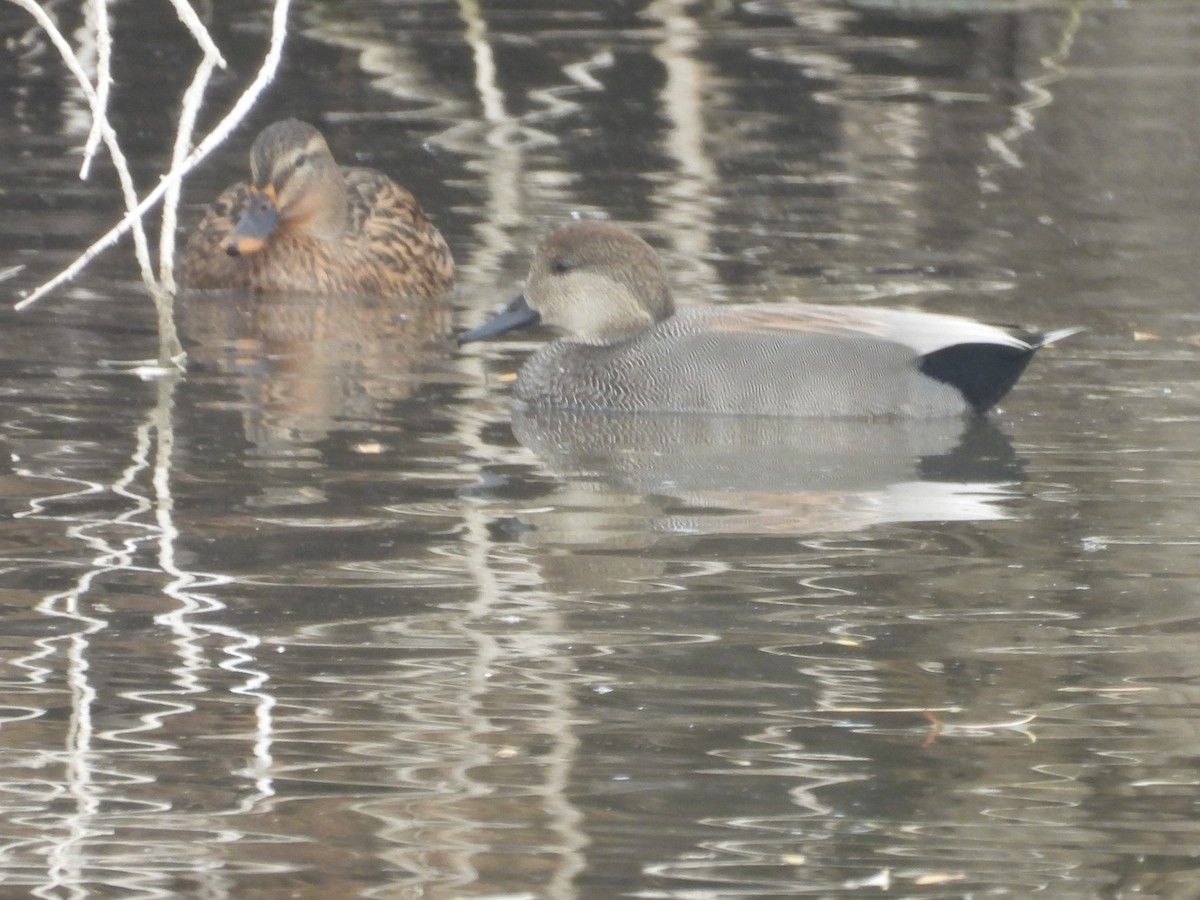 kopřivka obecná - ML645509971