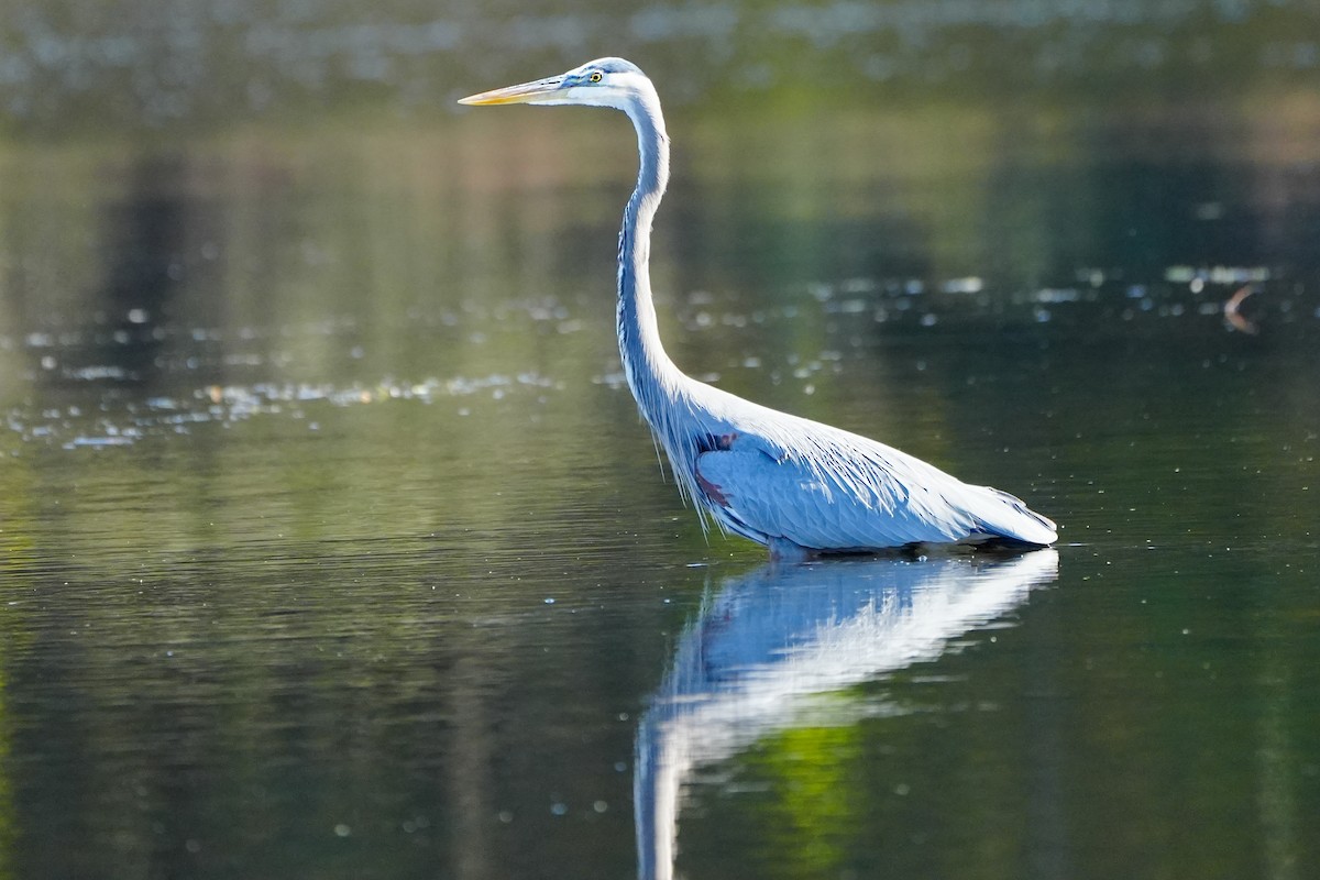 Grand Héron - ML645509972