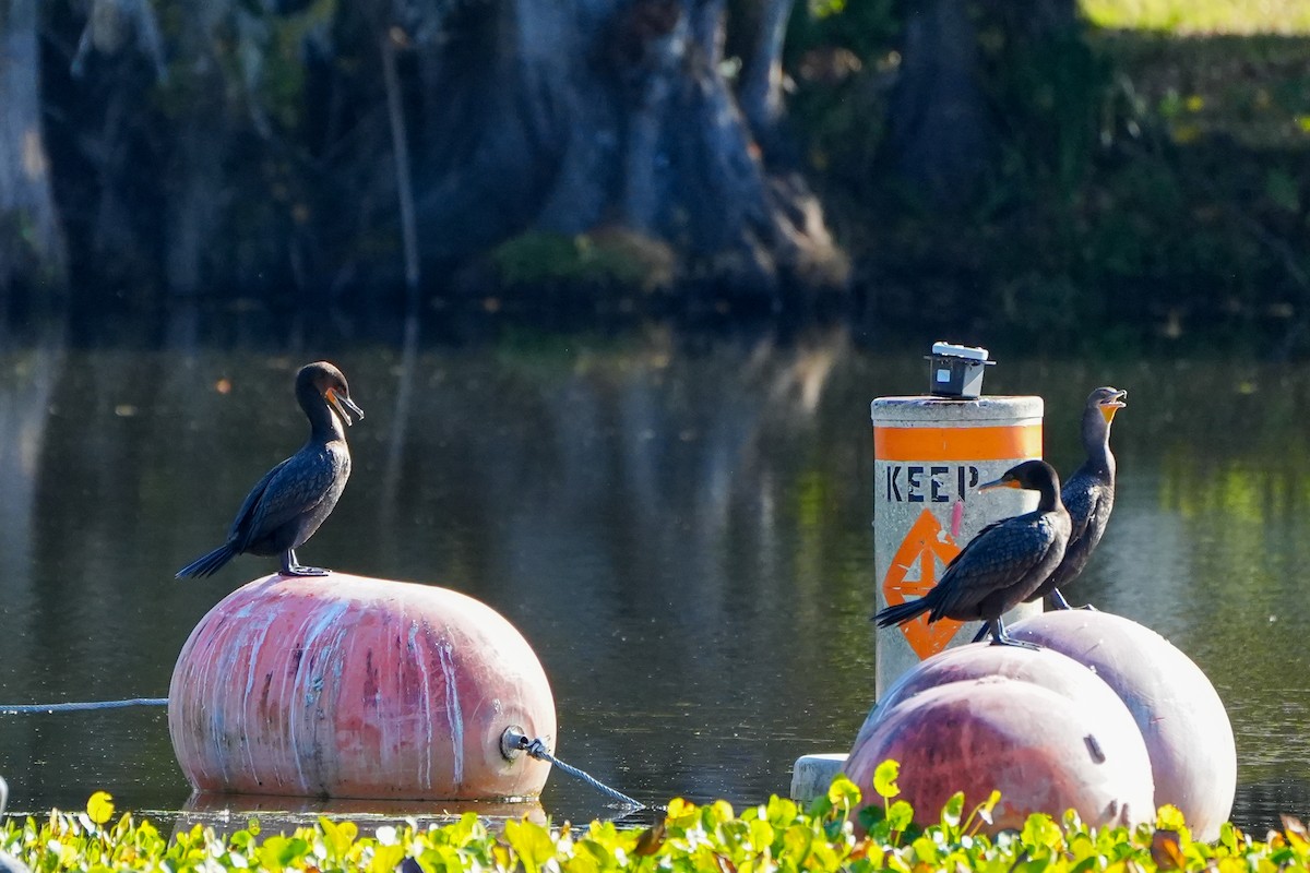 Cormoran à aigrettes - ML645509979