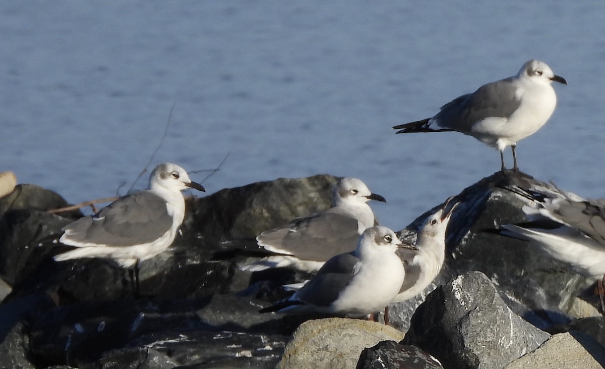 Gabbiano sghignazzante - ML645509980