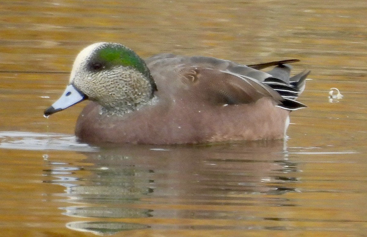 hvízdák americký - ML645509981