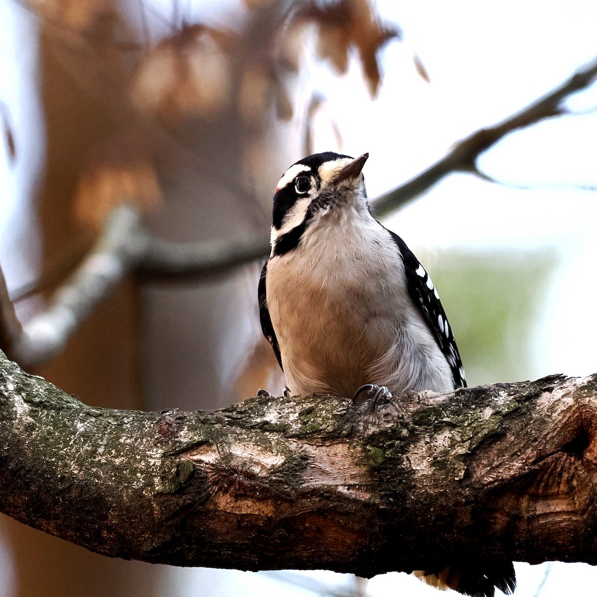 Downy Woodpecker - ML645509984
