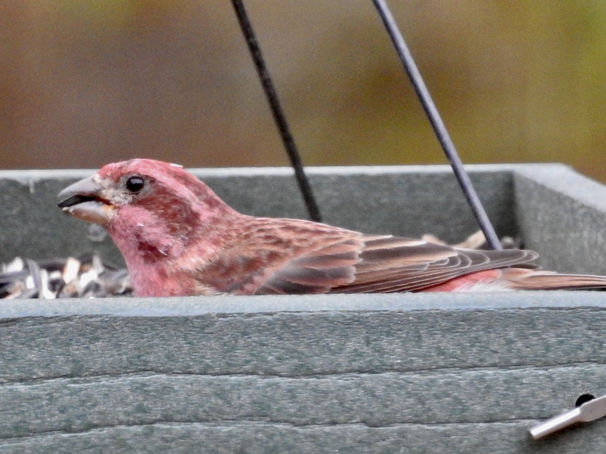 Camachuelo Purpúreo - ML645509987