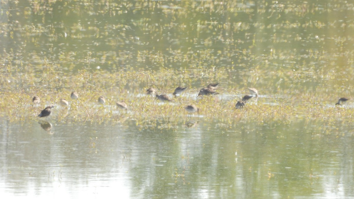 Long-billed Dowitcher - ML645509988