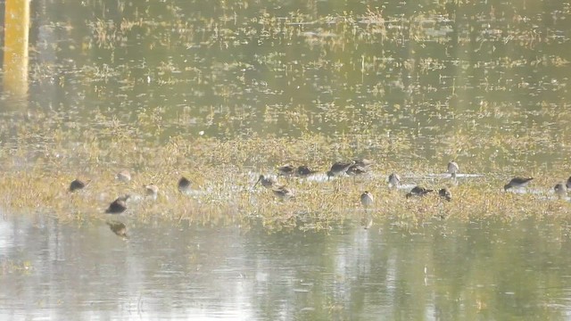 Uzun Gagalı Suçulluğu - ML645509990