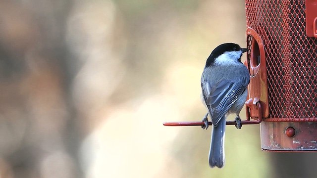Karolina Baştankarası - ML645509993