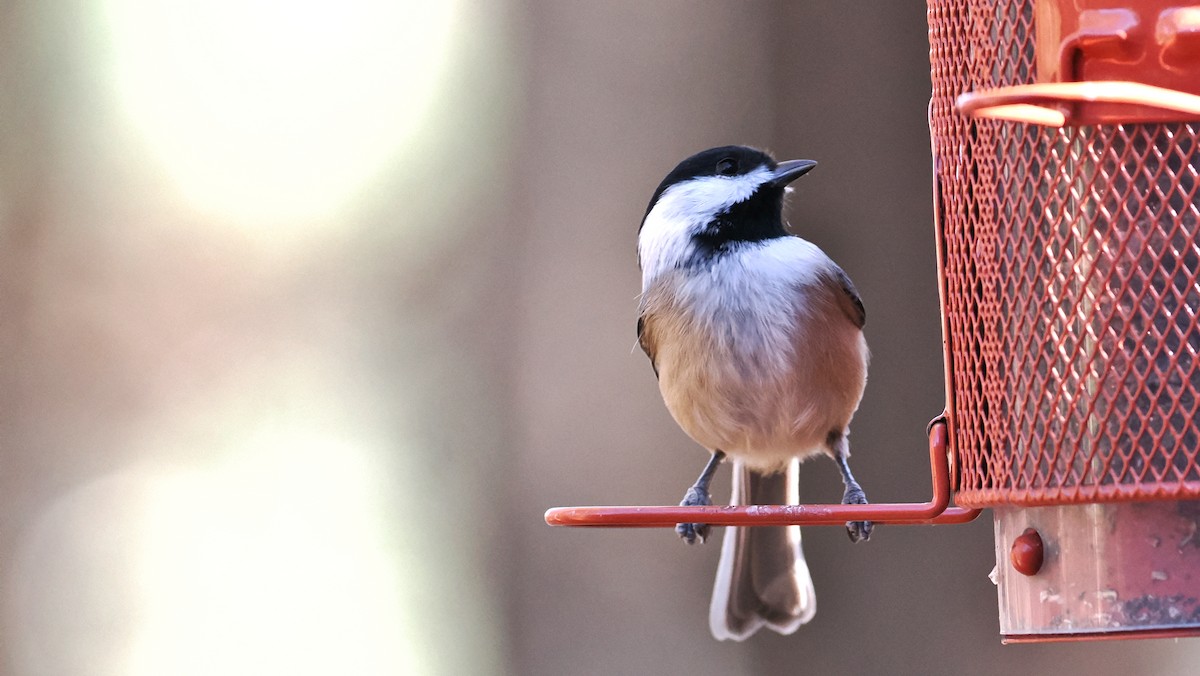 Carolina Chickadee - ML645509996