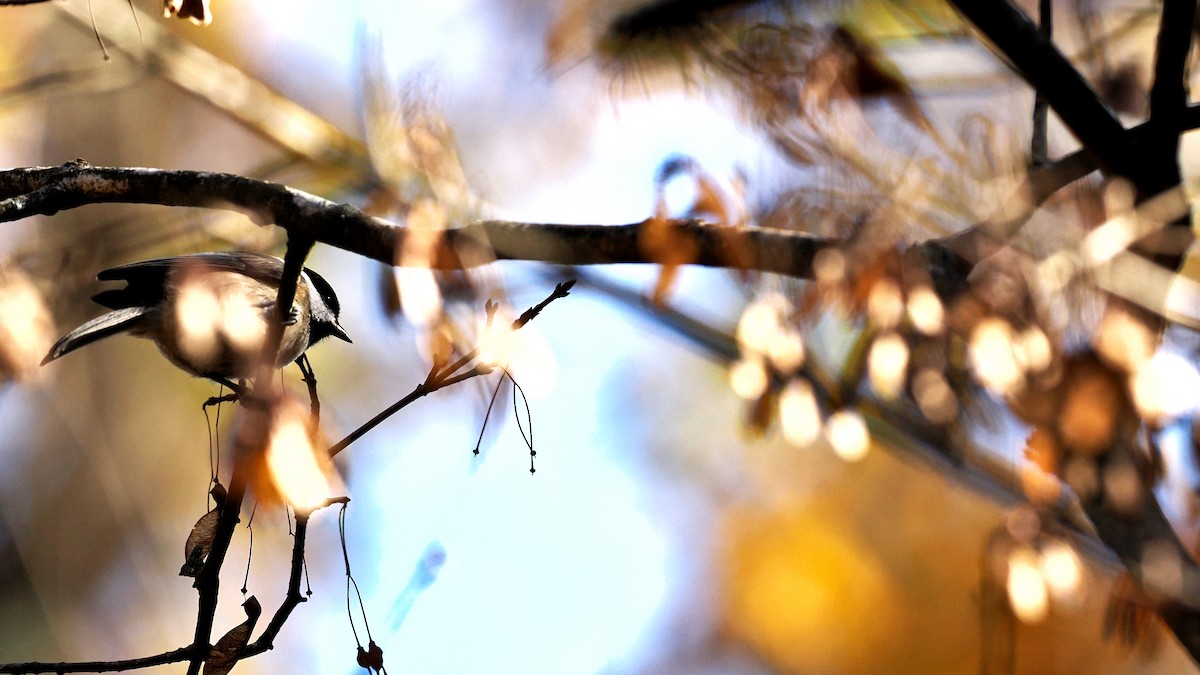 Carolina Chickadee - ML645509997