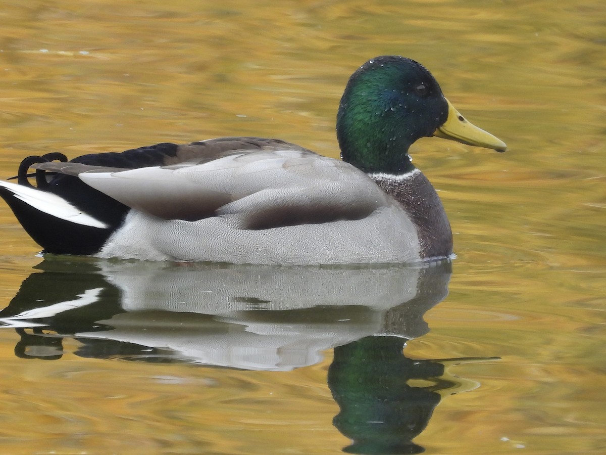 kachna divoká - ML645509998