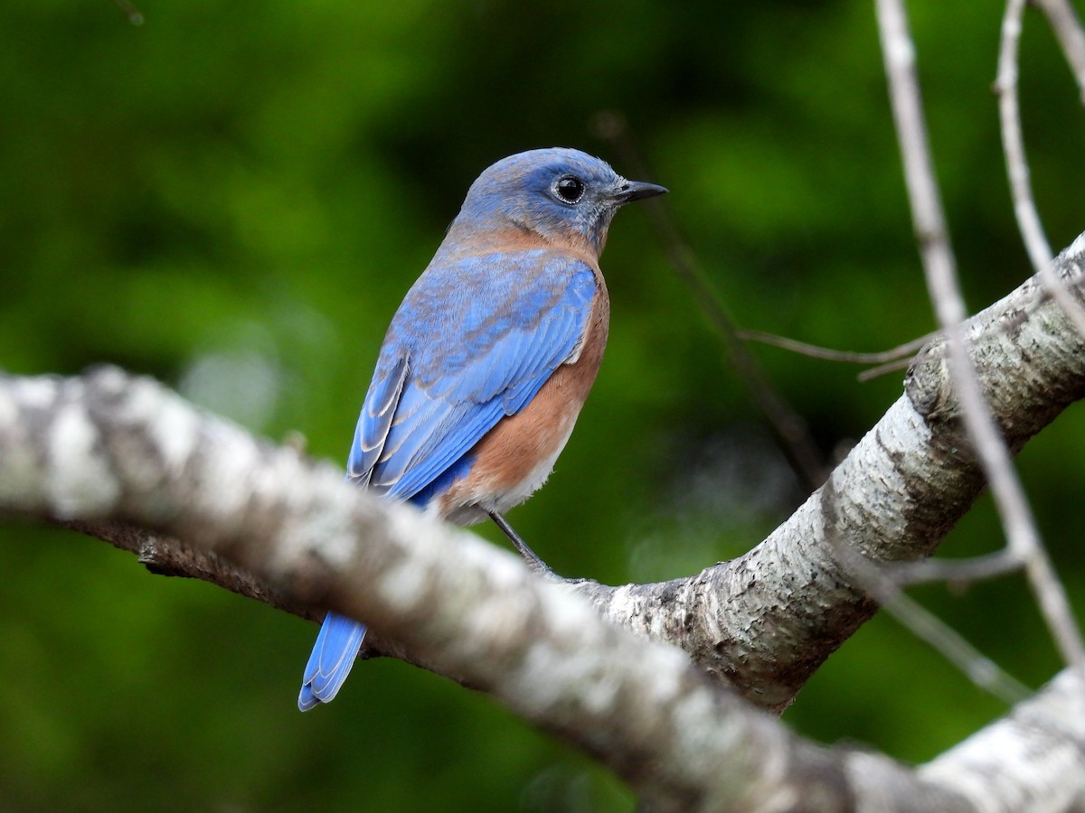 ルリツグミ - ML645510000