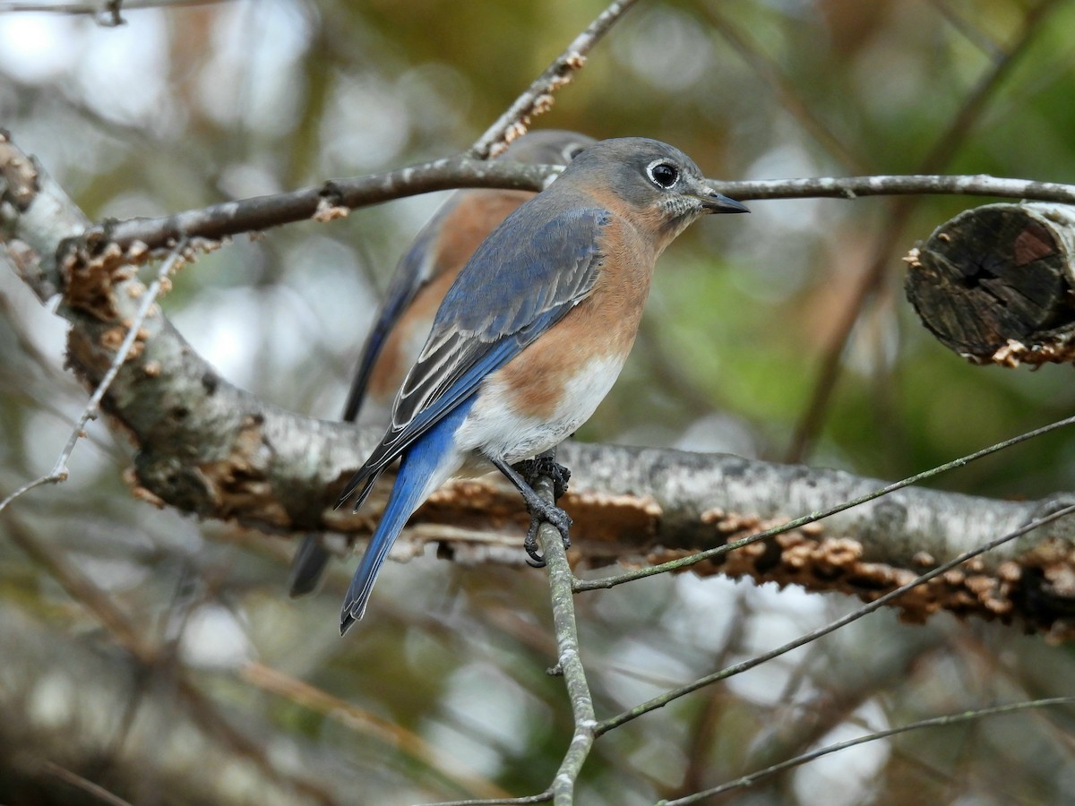 ルリツグミ - ML645510001